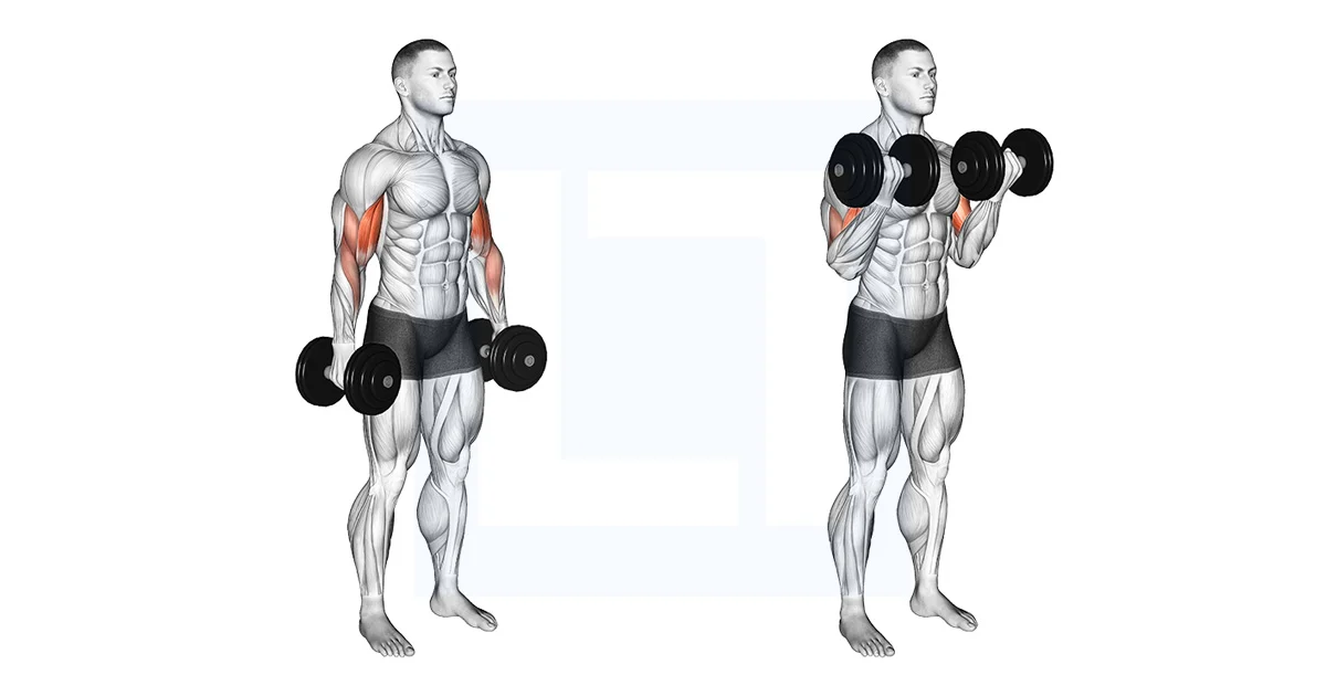 Dumbbell Curl