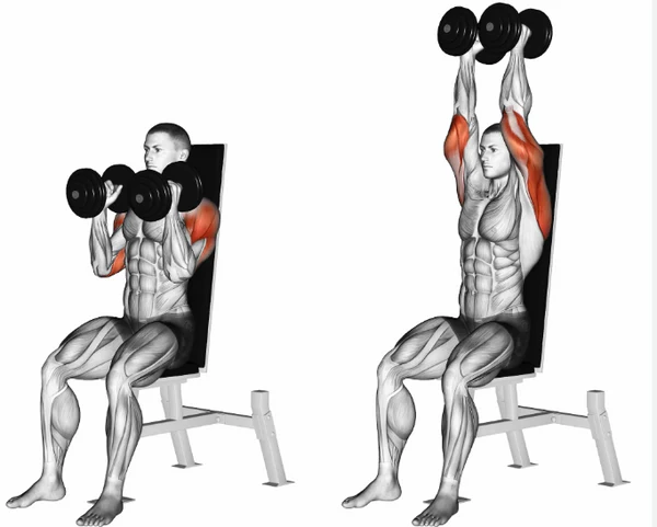 Shoulder Press