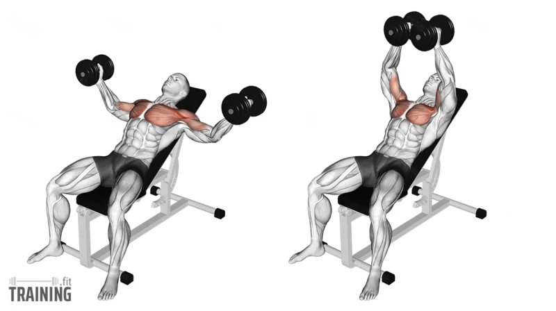 Dumbbell Fly