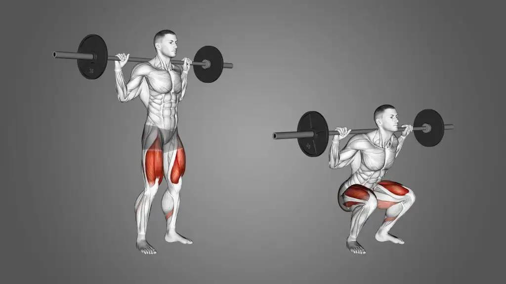 Barbell Squat