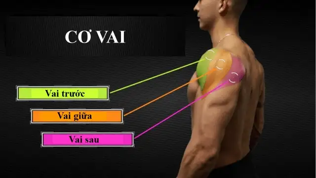 bài tập vai giữa